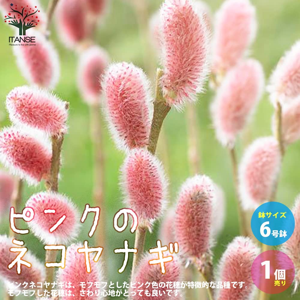 Amazon.co.jp: ピンクのネコヤナギ 6号鉢【品種で選べる花木苗/1個売り